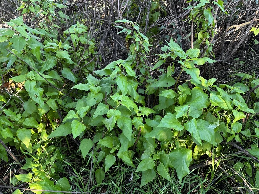 Venegasia Carpesioides