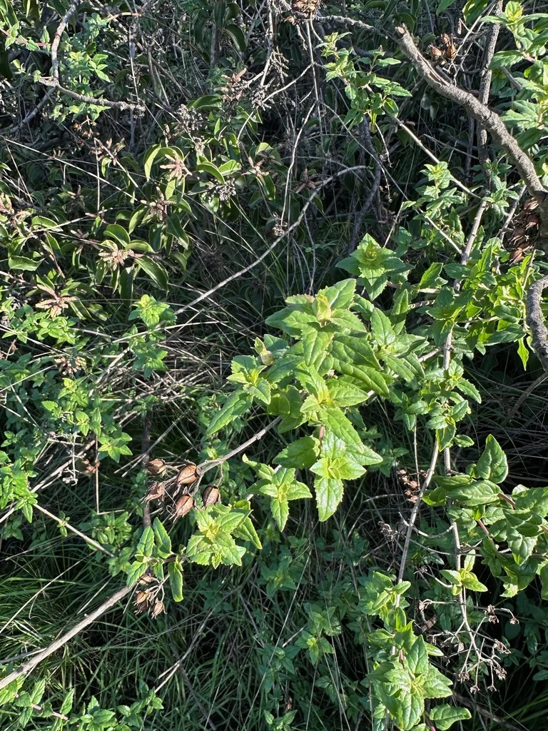 Keckiella Cordifolia