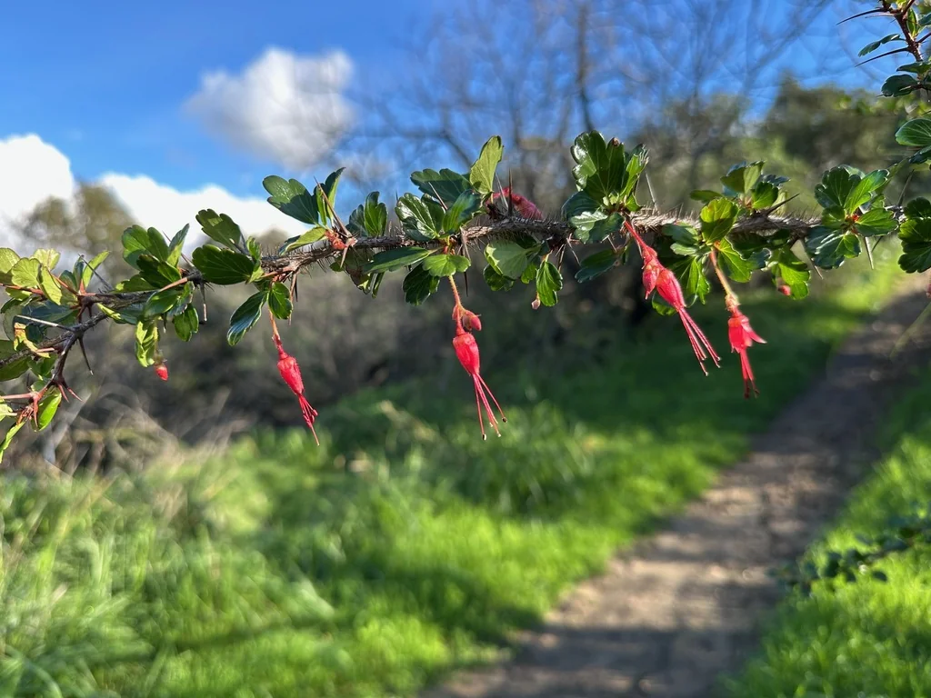 Ribes Speciosum