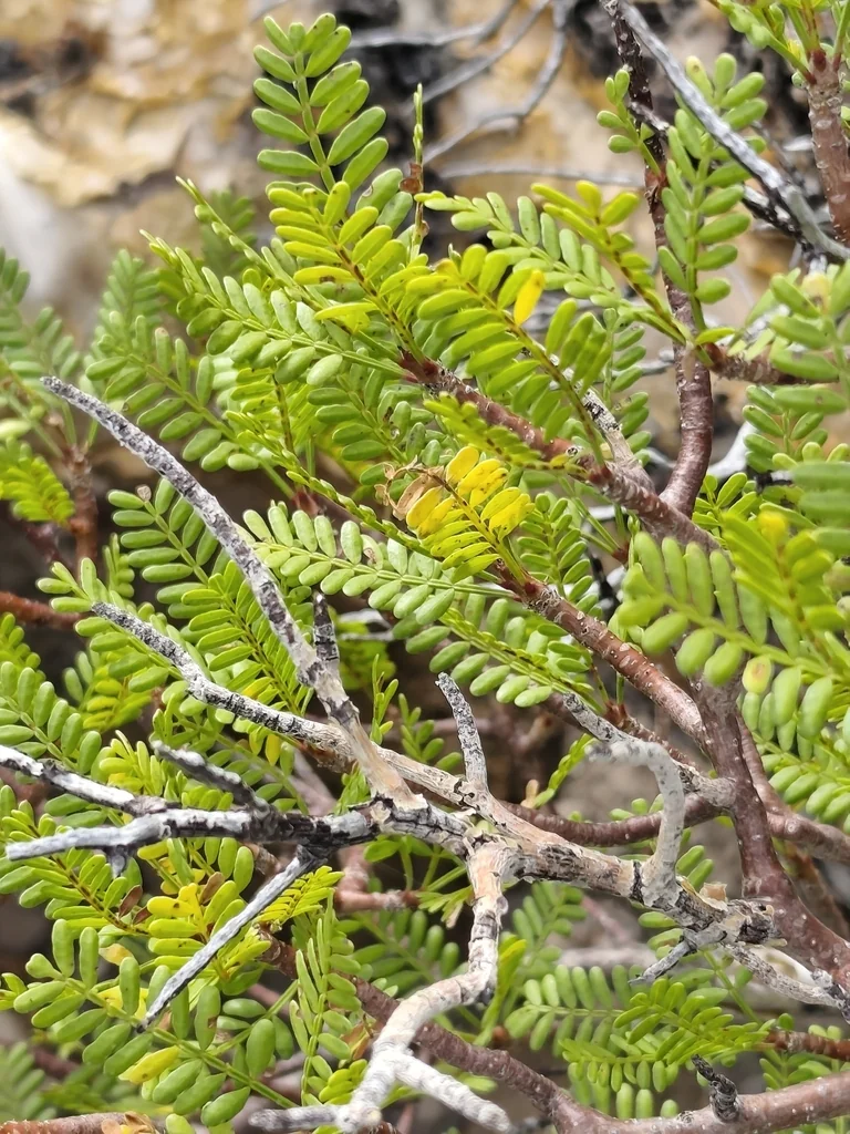 Bursera Microphylla