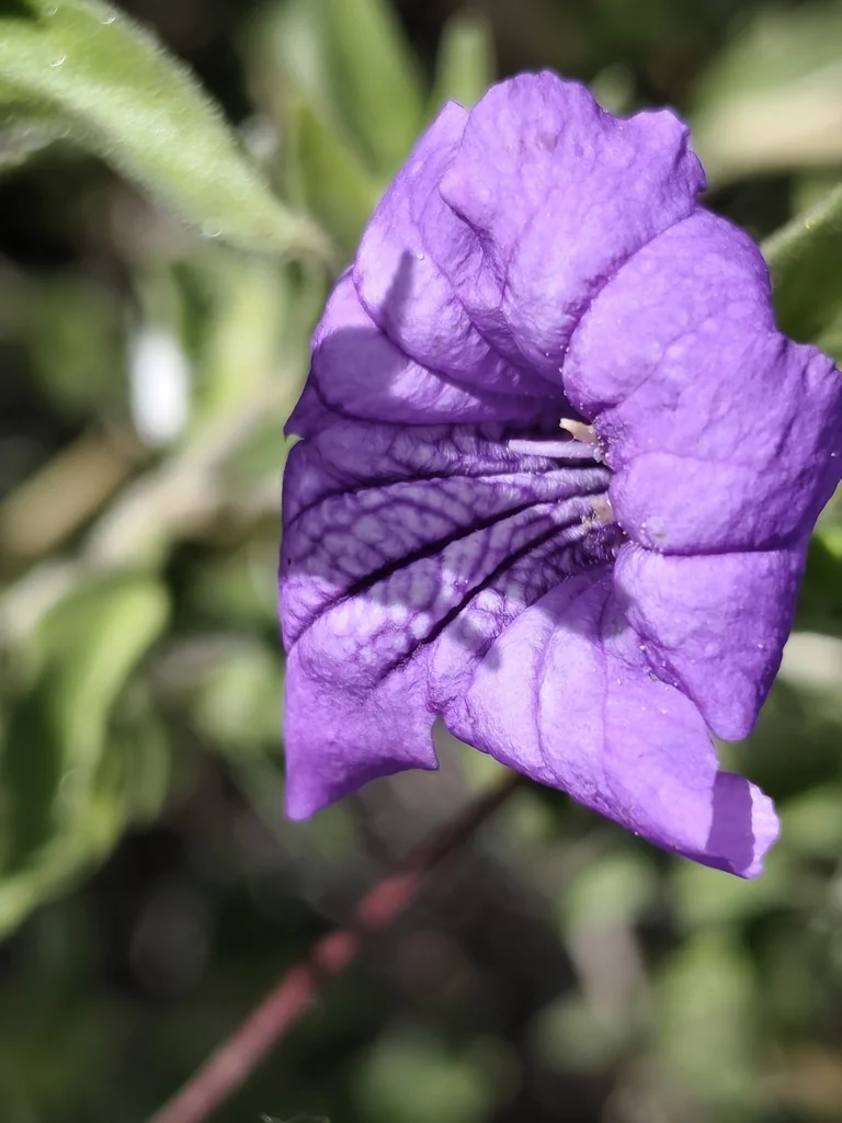 Ruellia Californica