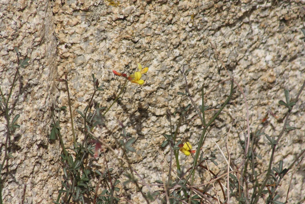Lotus Rigidus