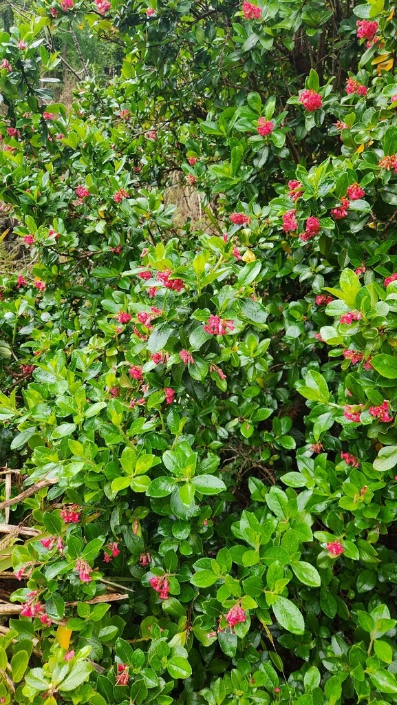 Escallonia Rubra