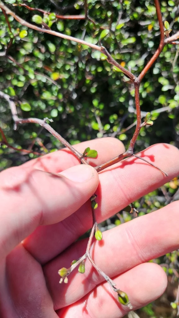 Corokia Cotoneaster
