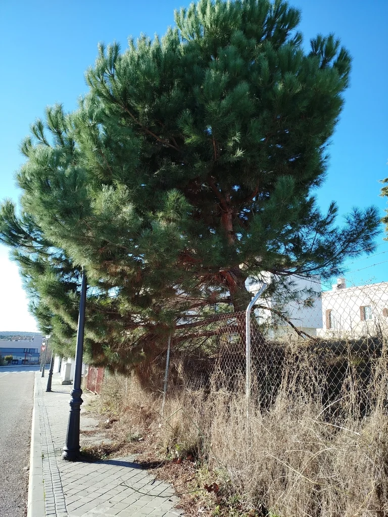 Pinus Pinea