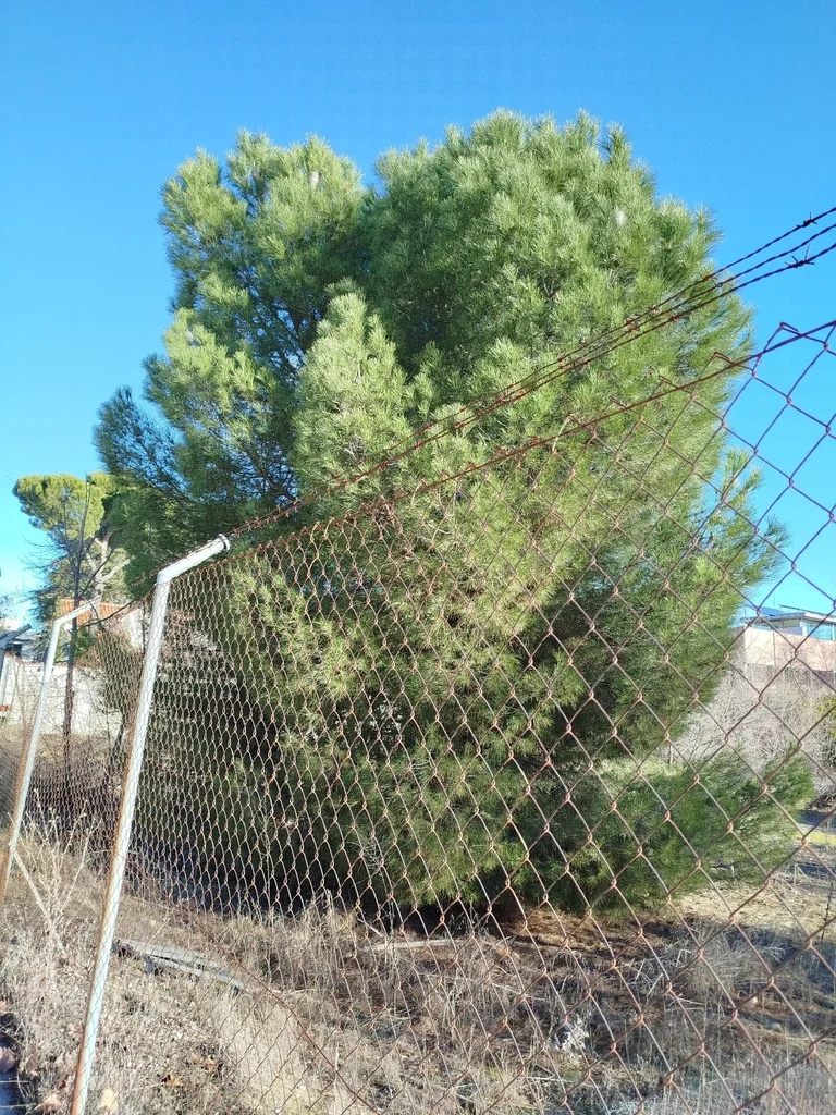 Pinus Pinea