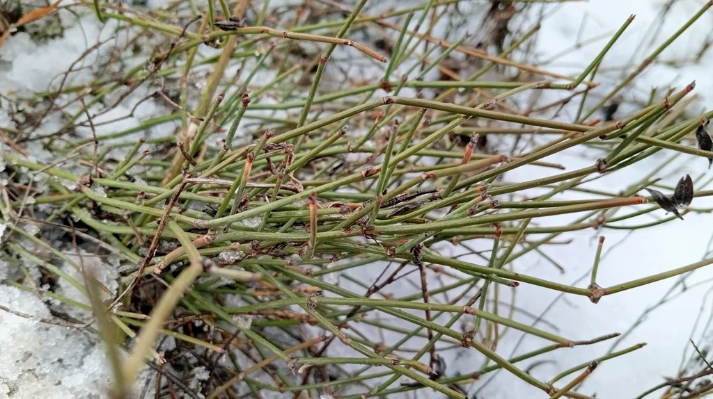Ephedra Distachya