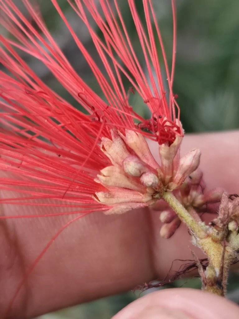 Calliandra Californica