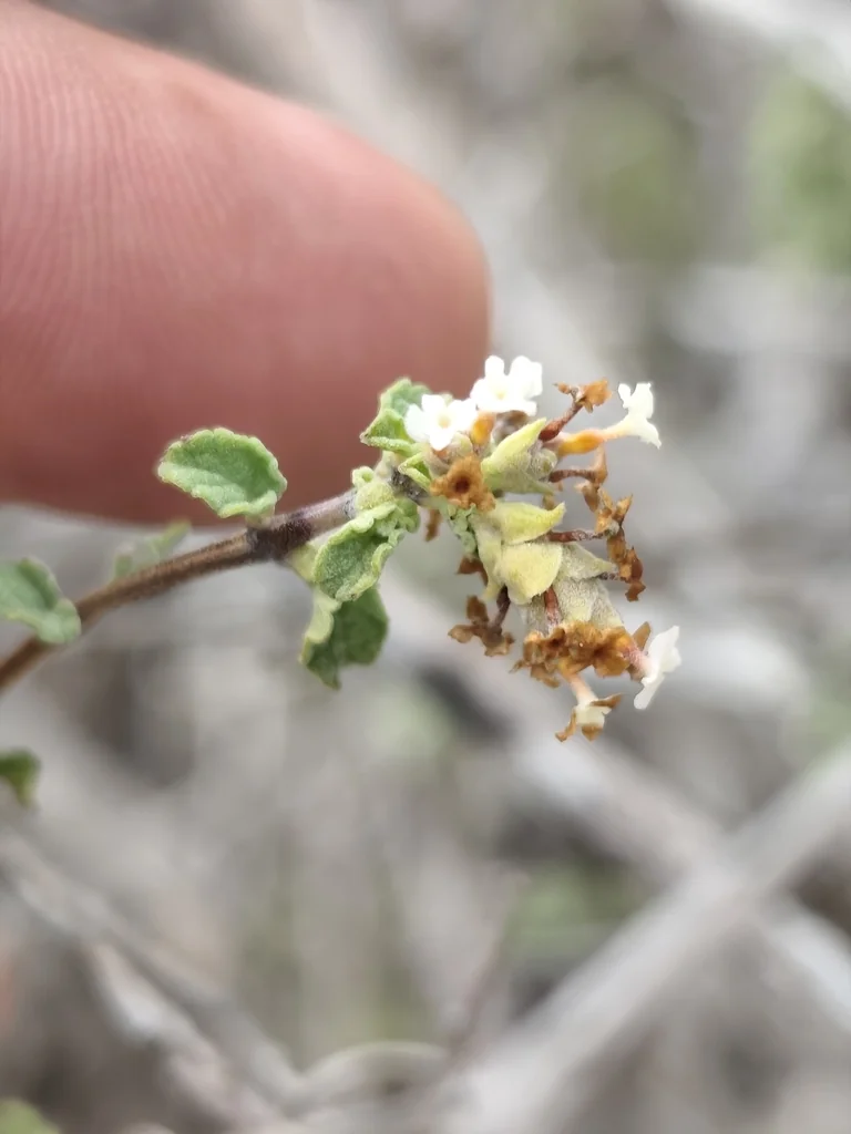 Lippia Graveolens