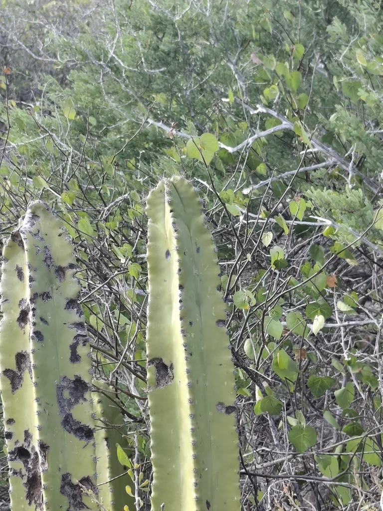 Pachycereus schottii