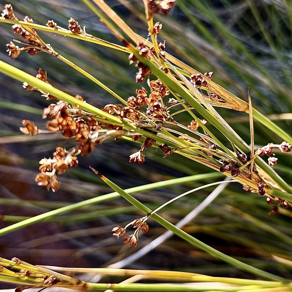 Juncus Acutus