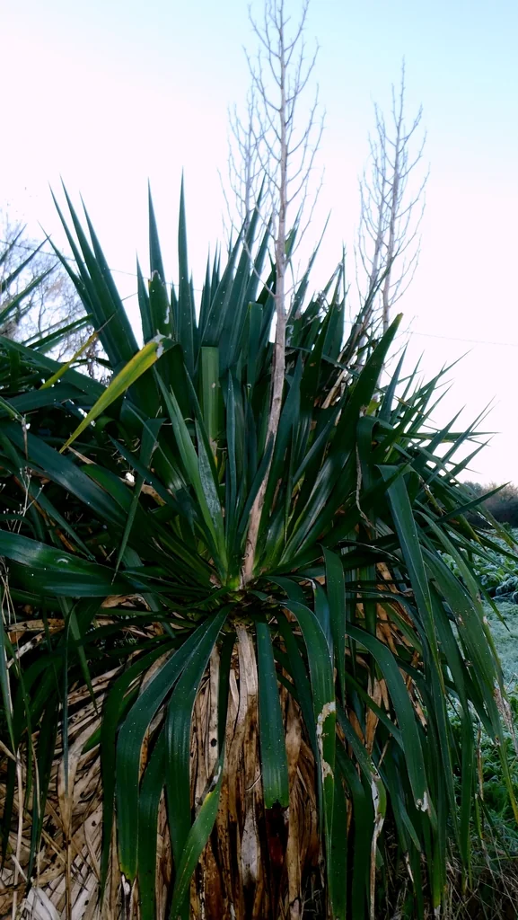Yucca Gloriosa