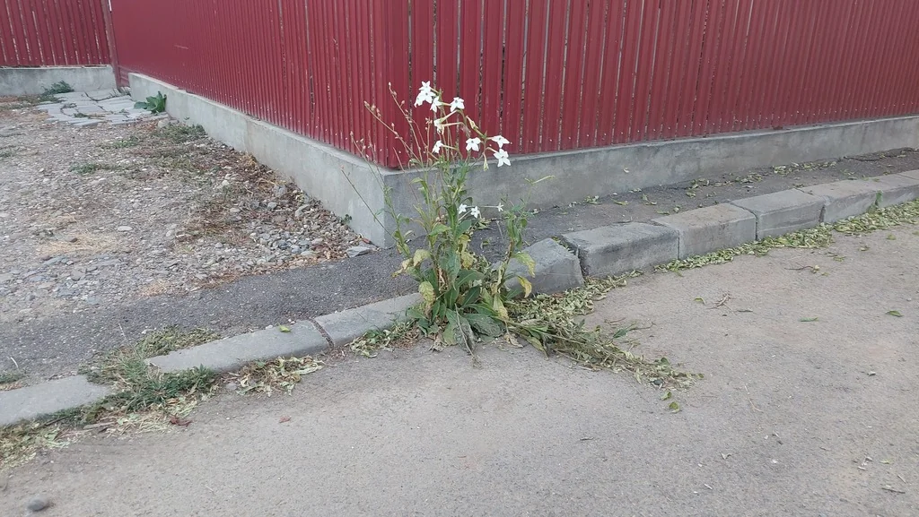 Nicotiana Alata
