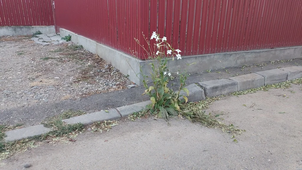 Nicotiana Alata