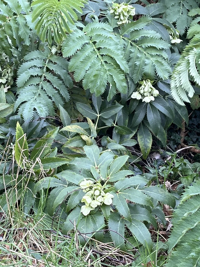 Helleborus Argutifolius