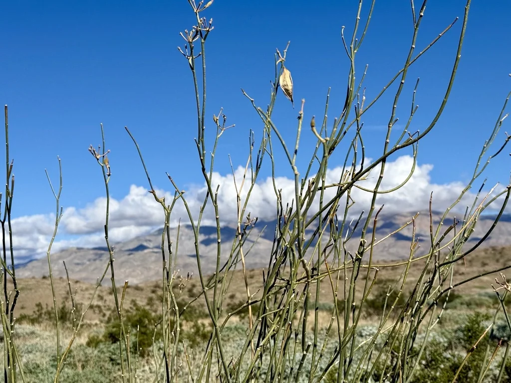 Asclepias Subulata