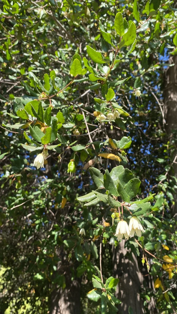 Crinodendron Patagua