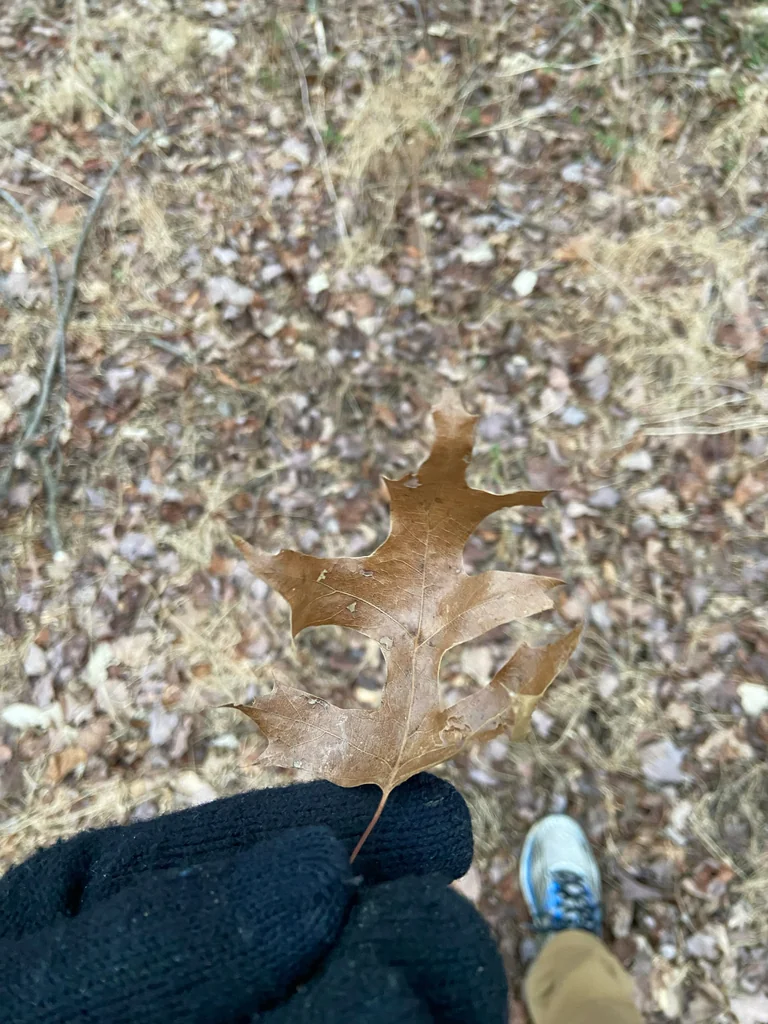 Quercus Palustris