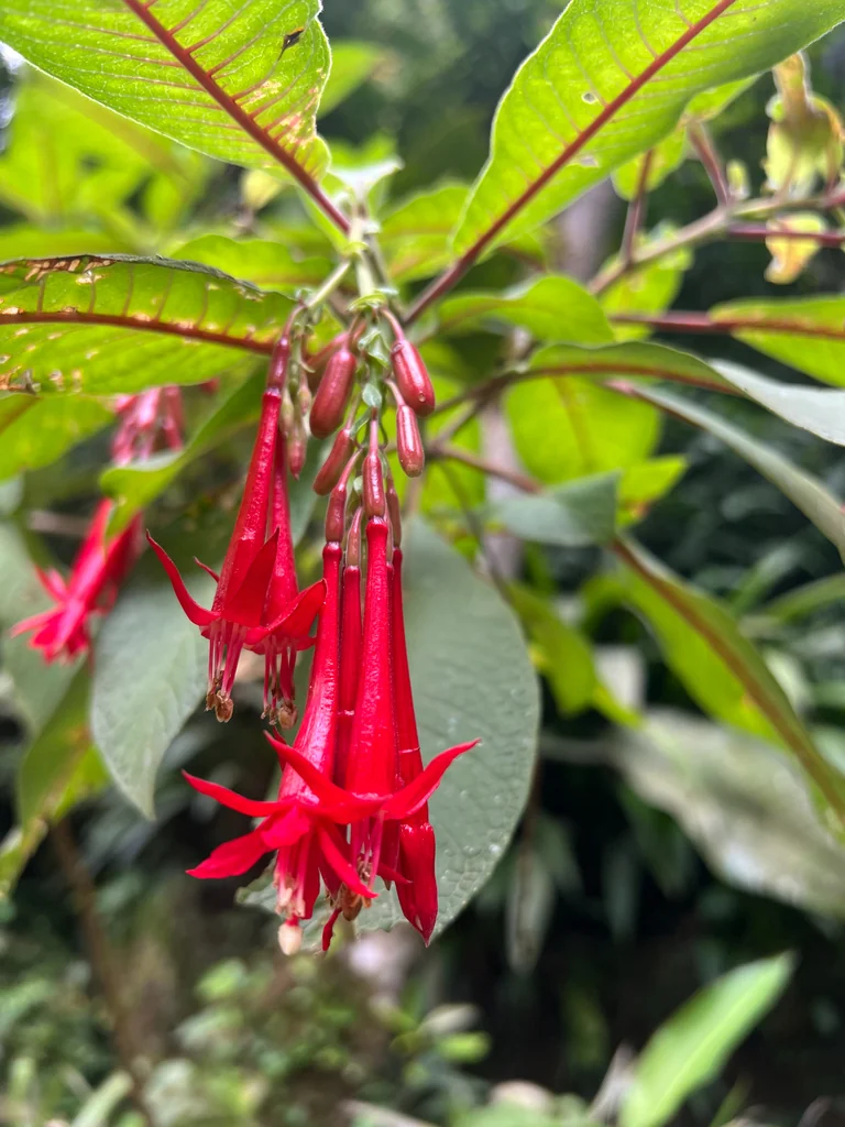 Fuchsia Boliviana