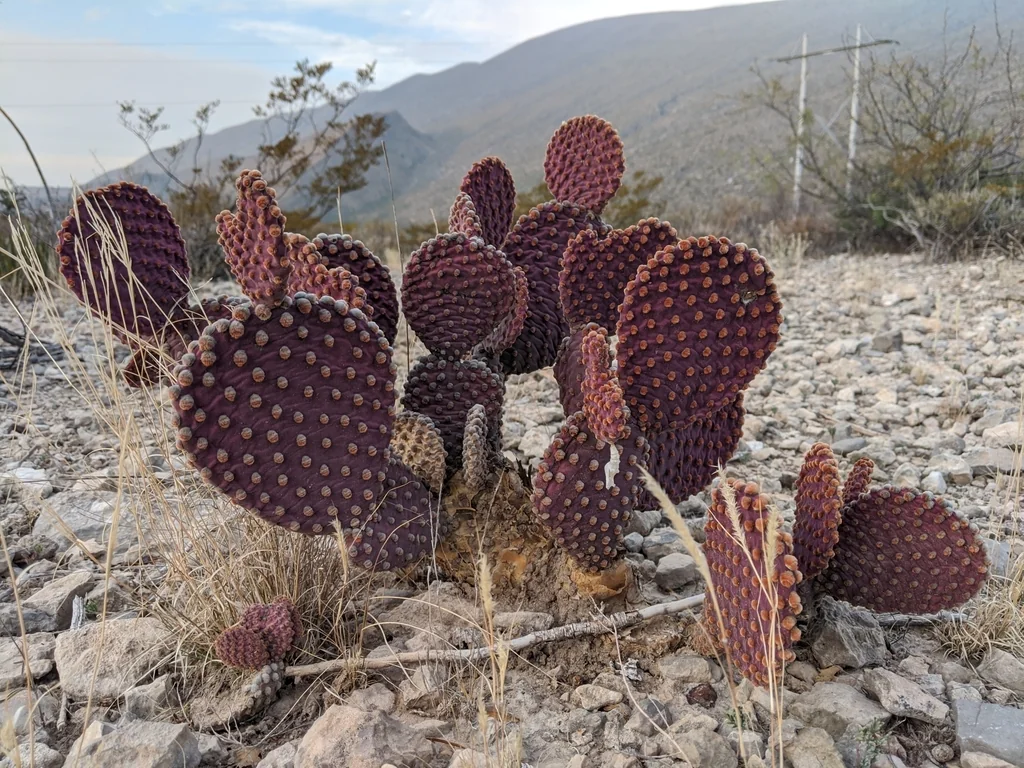 Opuntia Microdasys