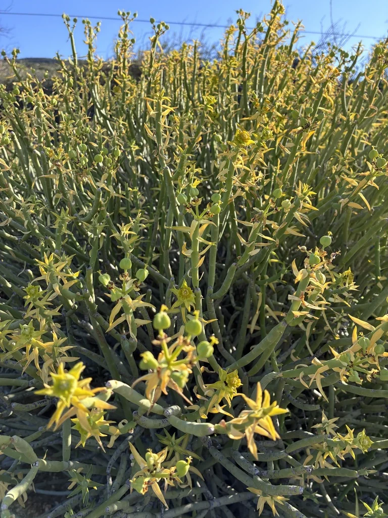 Euphorbia Mauritanica