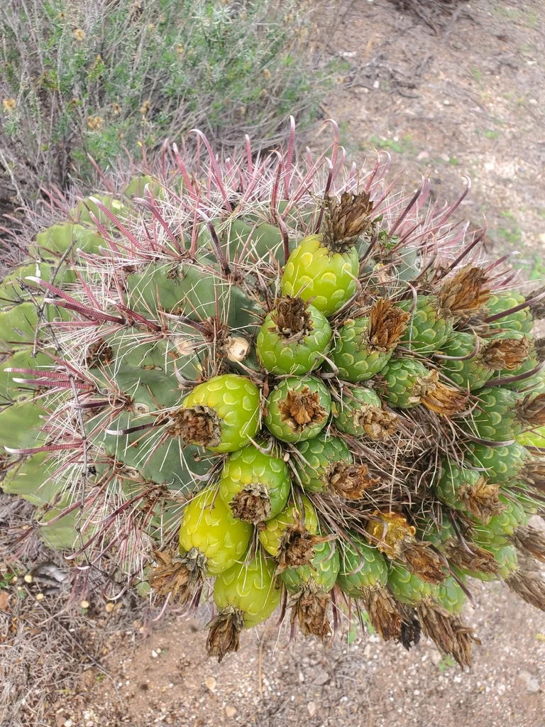Ferocactus Wislizeni