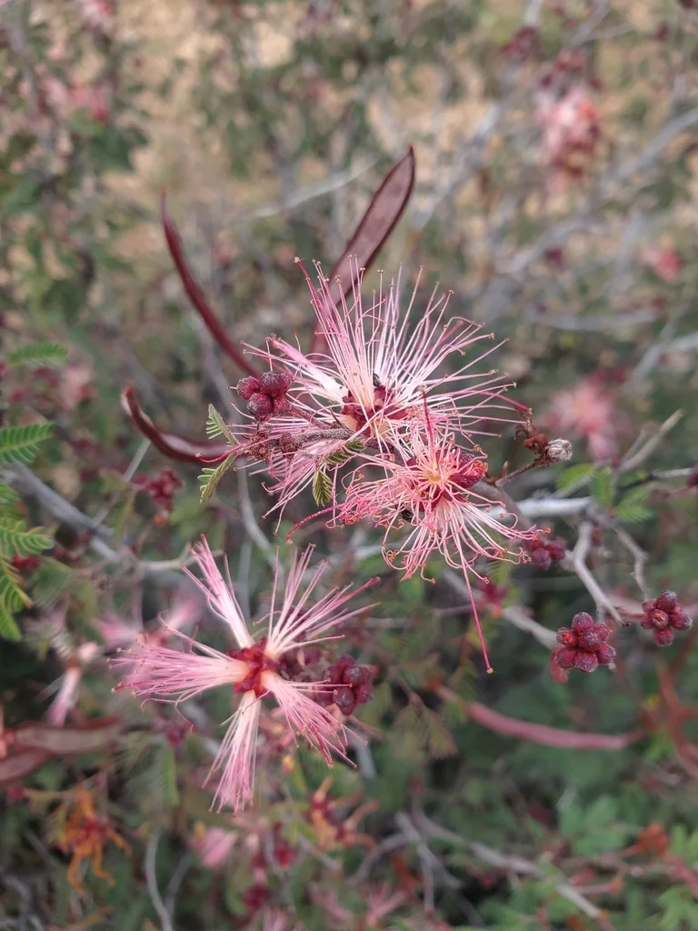 Calliandra Eriophylla