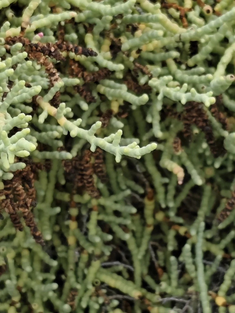 Allenrolfea Occidentalis