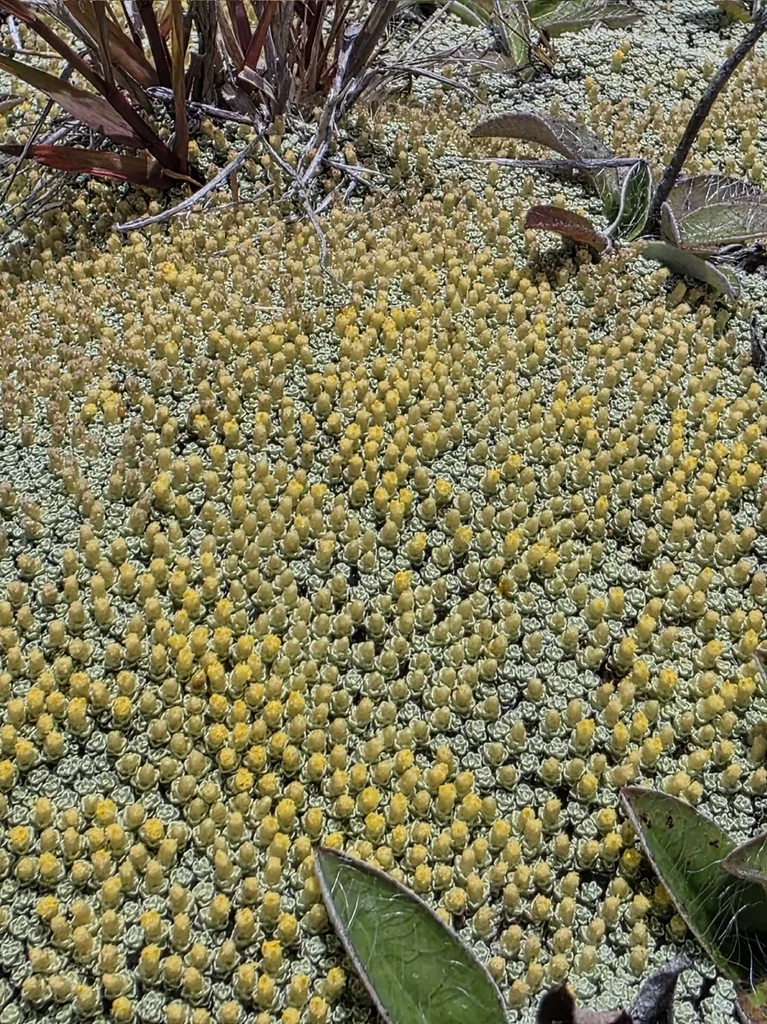 Raoulia Australis