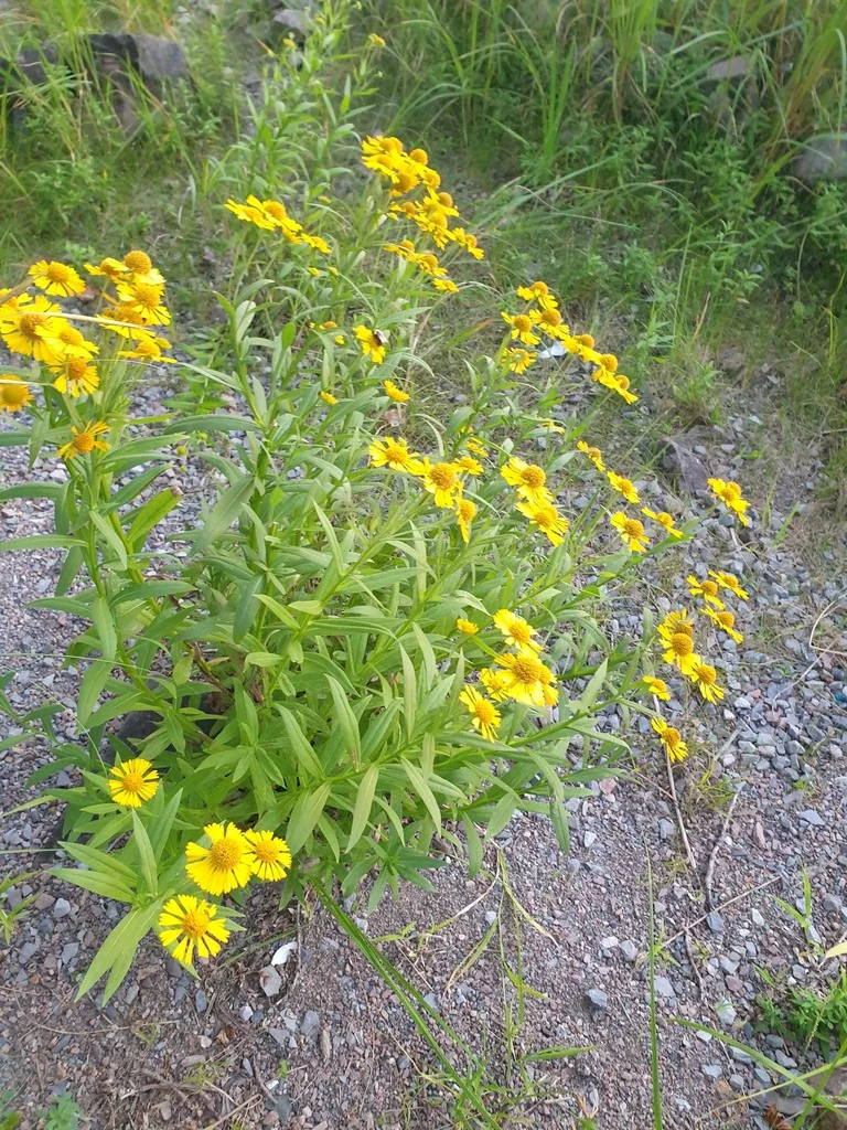 Helenium Autumnale