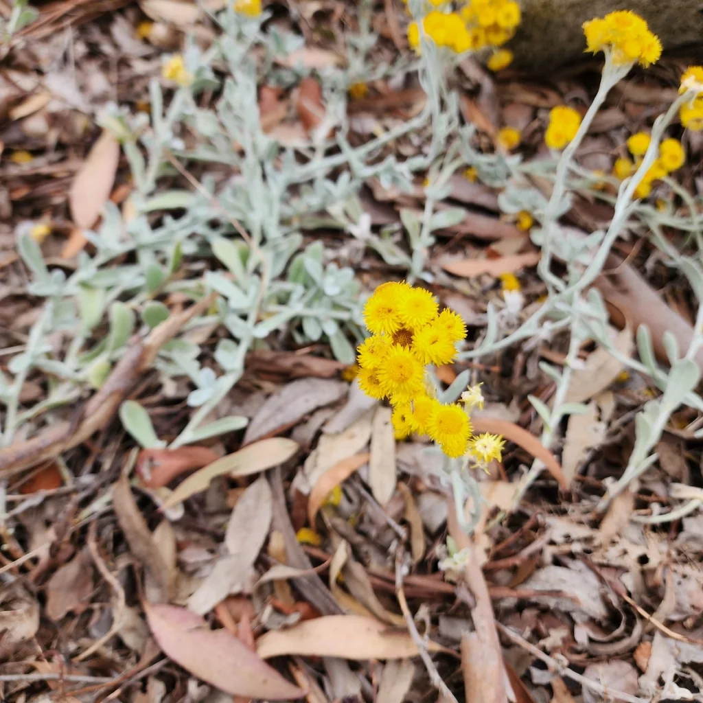 Chrysocephalum apiculatum