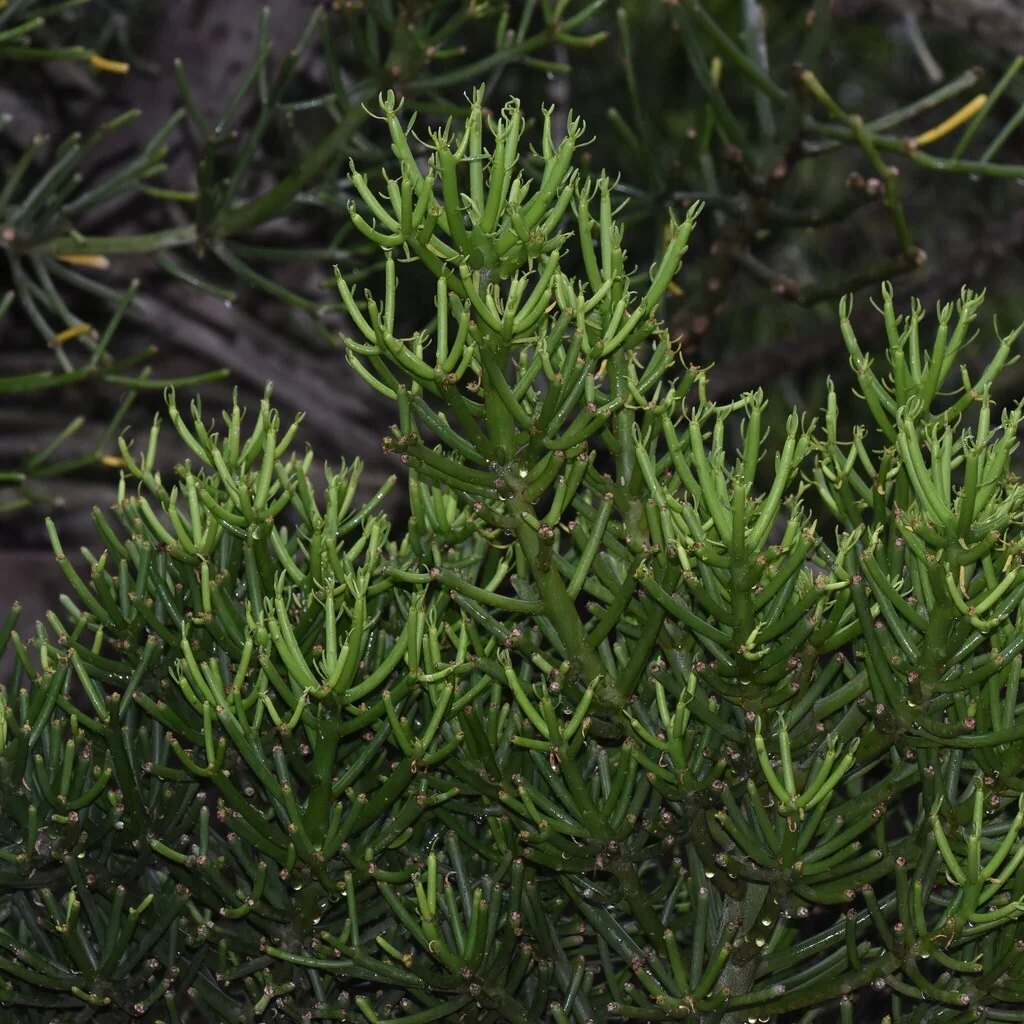 Euphorbia tirucalli