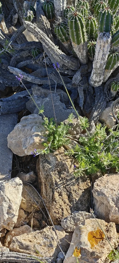 Lavandula Multifida