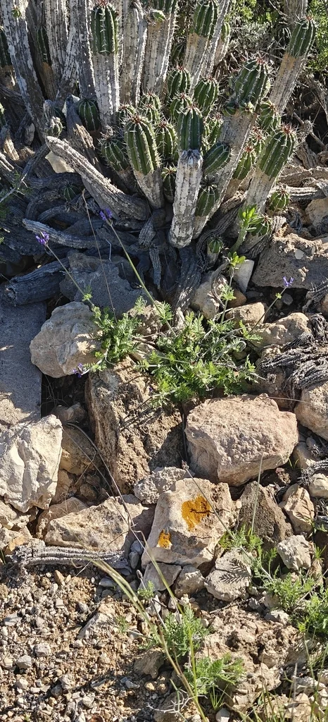 Lavandula Multifida