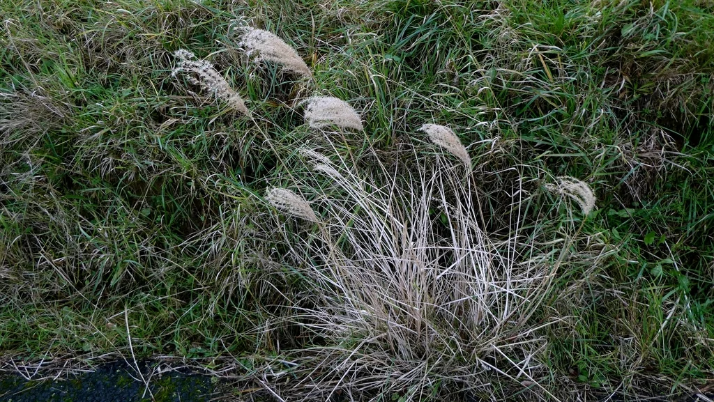 Miscanthus Transmorrisonensis