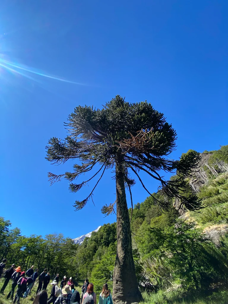 Araucaria Araucana