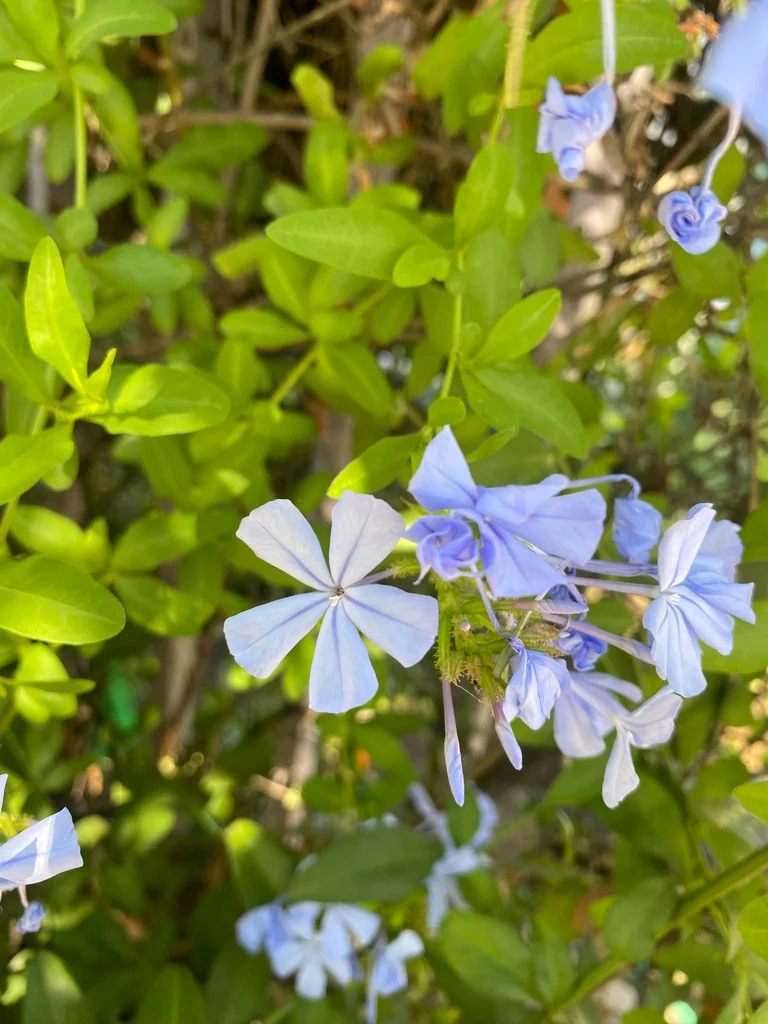 Plumbago Auriculata