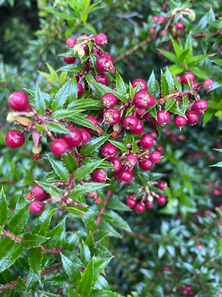 Gaultheria Mucronata