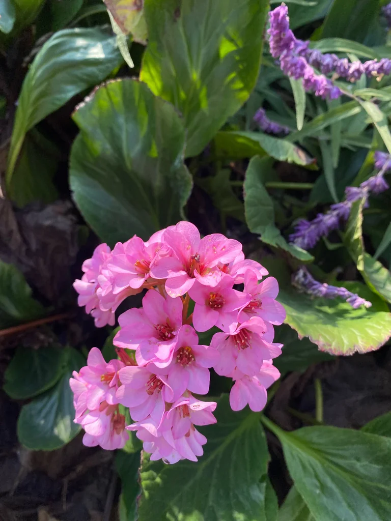 Bergenia Crassifolia