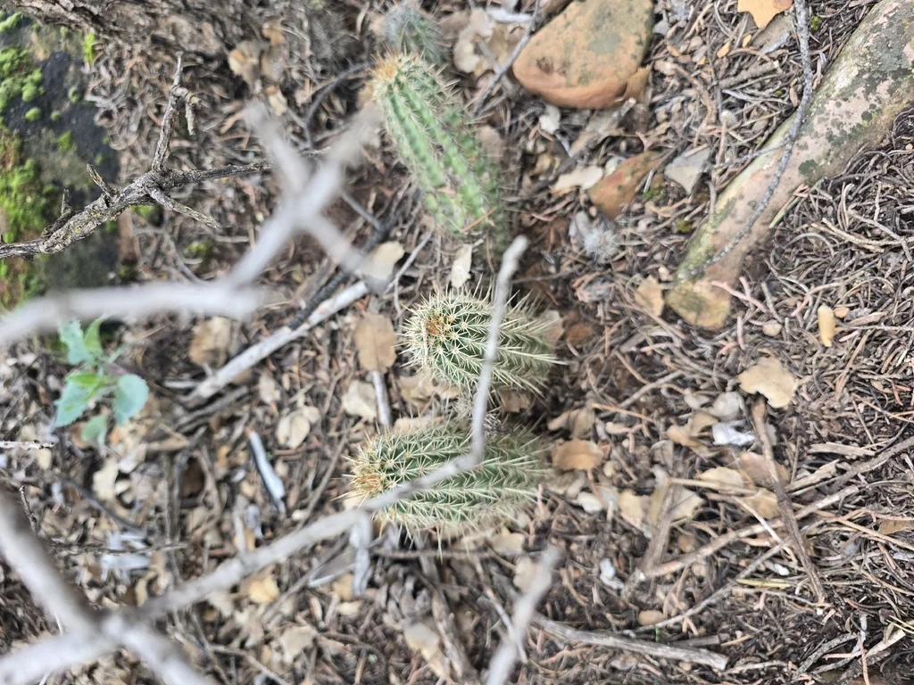 Echinocereus Fasciculatus