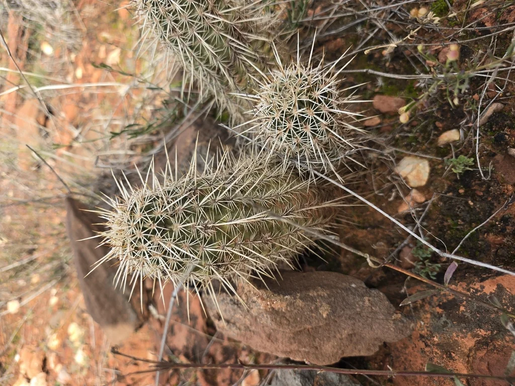 Echinocereus Fasciculatus