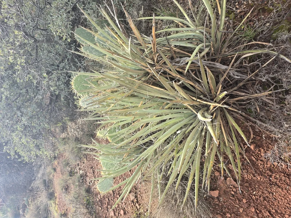 Yucca Baccata