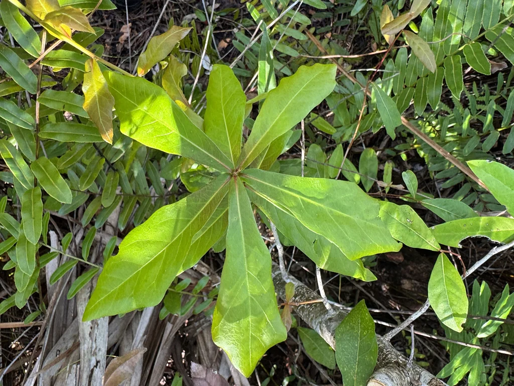 Quercus laurifolia