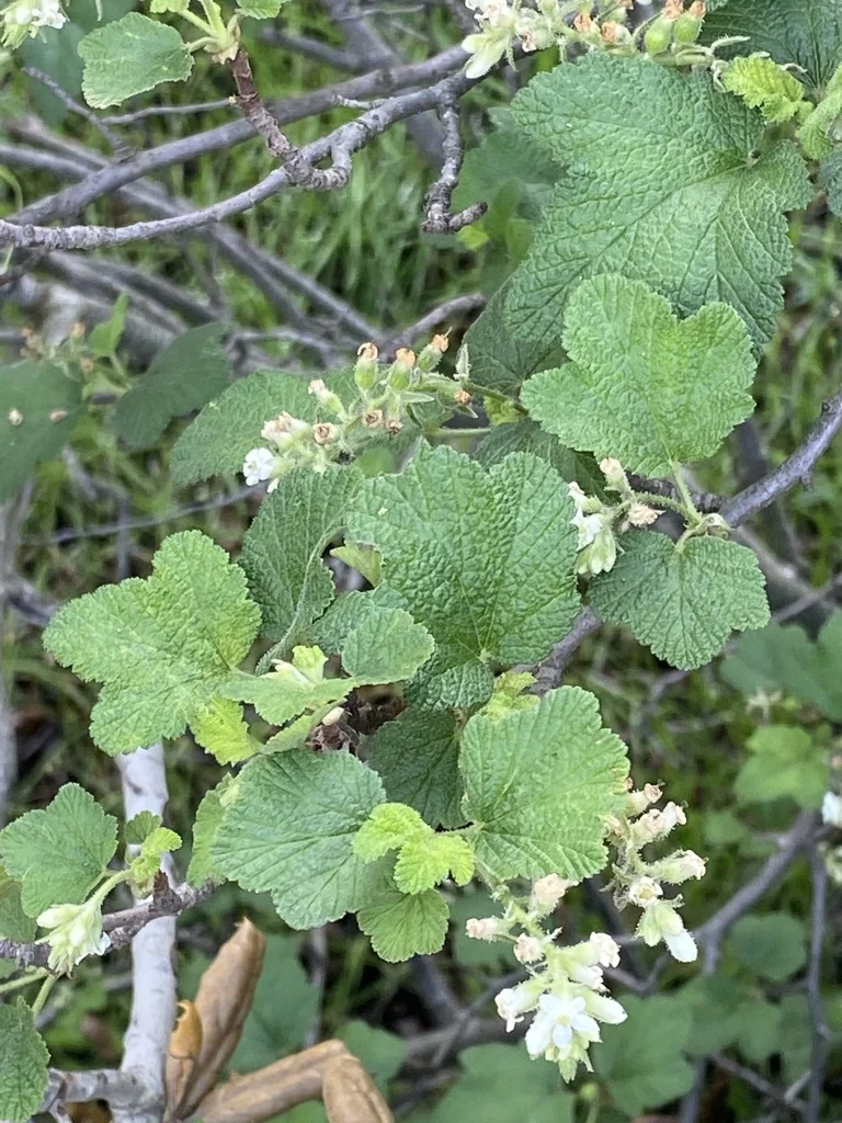 Ribes Indecorum