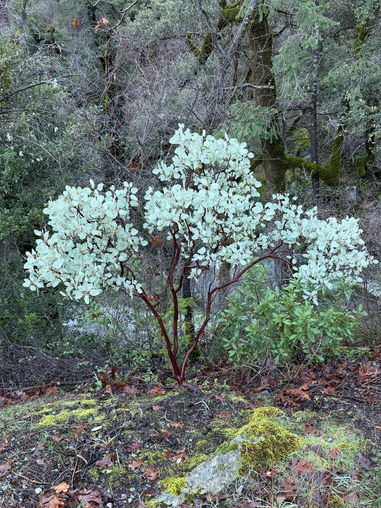 Arctostaphylos Viscida