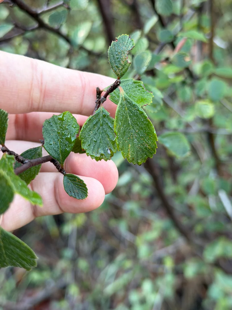 Cercocarpus Betuloides