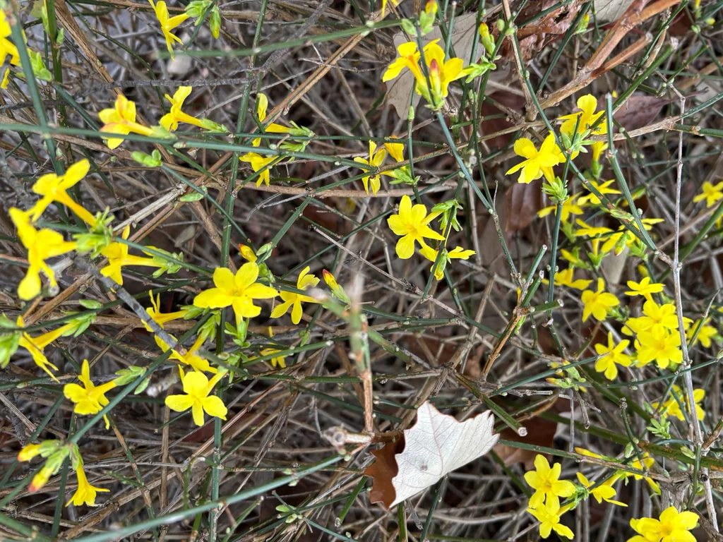 Jasminum Nudiflorum