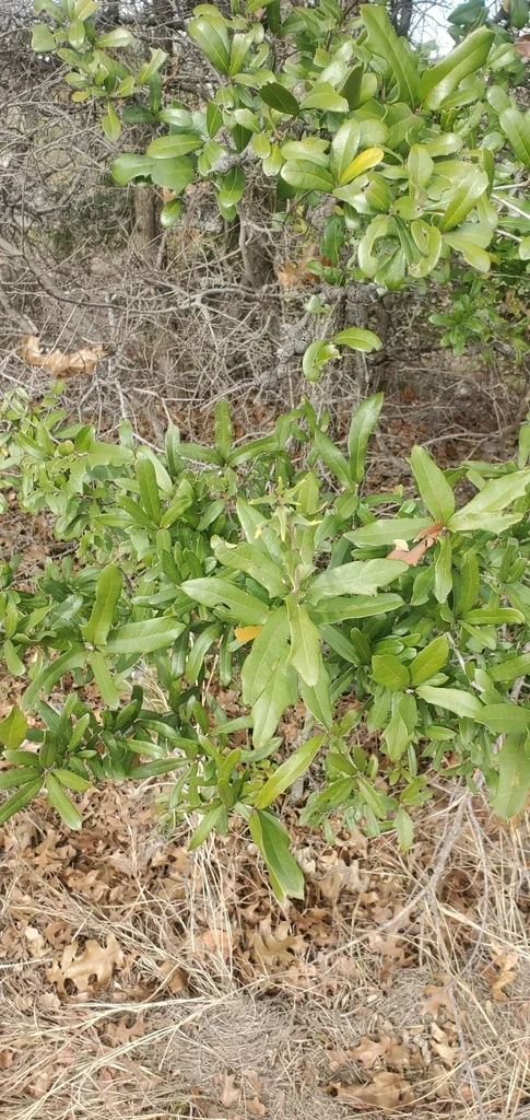Quercus Fusiformis