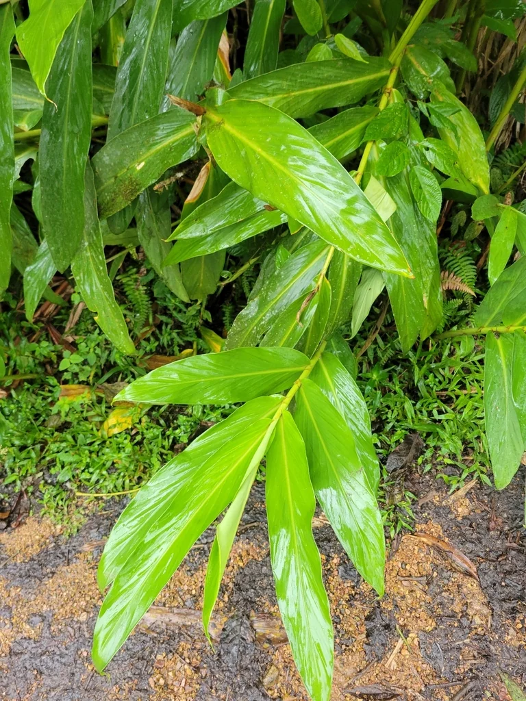 Hedychium Coronarium