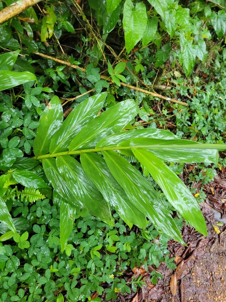 Hedychium Coronarium